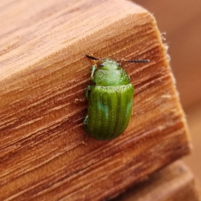 Calomela pallida (Leaf beetle) at Molonglo Valley, ACT - 19 Feb 2022 by AaronClausen