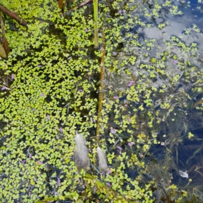 Landoltia punctata (Spotted Pondweed) at Mawson, ACT by Mike