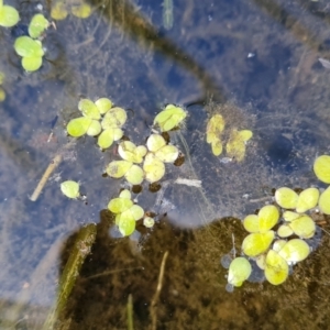 Landoltia punctata at suppressed - 23 Feb 2022