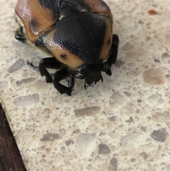 Chondropyga dorsalis (Cowboy beetle) at Monash, ACT - 18 Feb 2022 by jackQ