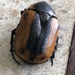 Chondropyga dorsalis at Monash, ACT - 19 Feb 2022 10:25 AM