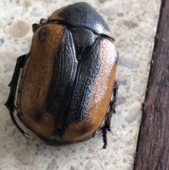 Chondropyga dorsalis at Monash, ACT - 19 Feb 2022