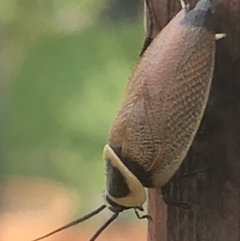 Ellipsidion australe (Austral Ellipsidion cockroach) at Monash, ACT - 24 Jan 2022 by jackQ