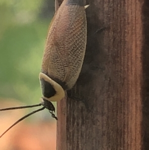 Ellipsidion australe at Monash, ACT - 24 Jan 2022 06:09 PM