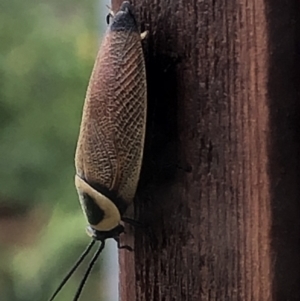 Ellipsidion australe at Monash, ACT - 24 Jan 2022 06:09 PM