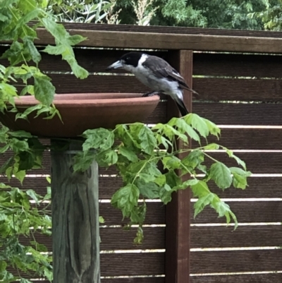 Cracticus torquatus (Grey Butcherbird) at Monash, ACT - 10 Jan 2022 by jackQ