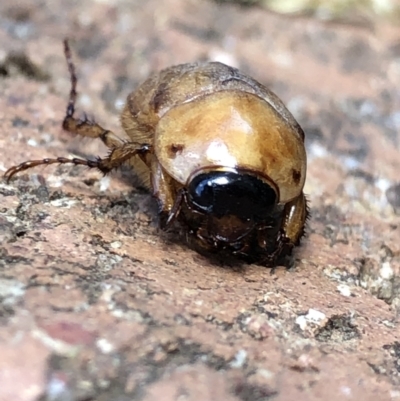 Cyclocephala signaticollis (Argentinian scarab) at Monash, ACT - 3 Jan 2022 by jackQ