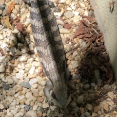 Tiliqua scincoides scincoides (Eastern Blue-tongue) at Monash, ACT - 29 Dec 2021 by jackQ