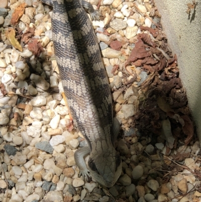 Tiliqua scincoides scincoides (Eastern Blue-tongue) at Monash, ACT - 29 Dec 2021 by jackQ