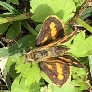 Ocybadistes walkeri at Monash, ACT - 18 Dec 2021