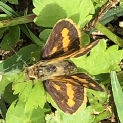 Ocybadistes walkeri at Monash, ACT - 18 Dec 2021