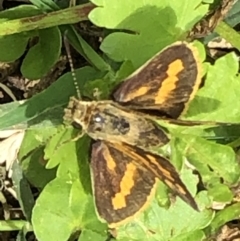 Ocybadistes walkeri at Monash, ACT - 18 Dec 2021