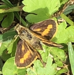 Ocybadistes walkeri at Monash, ACT - 18 Dec 2021