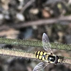 Simosyrphus grandicornis at Monash, ACT - 12 Dec 2021 02:46 PM