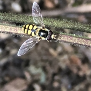 Simosyrphus grandicornis at Monash, ACT - 12 Dec 2021