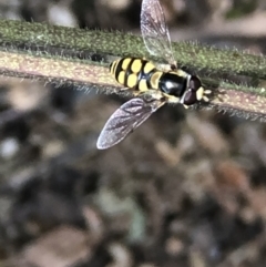 Simosyrphus grandicornis at Monash, ACT - 12 Dec 2021