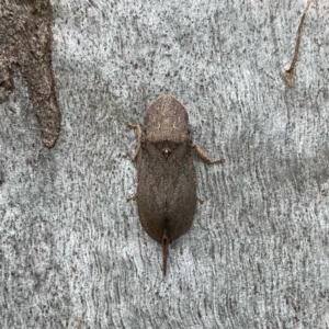 Ledromorpha planirostris at Jerrabomberra, NSW - 19 Feb 2022 09:59 AM