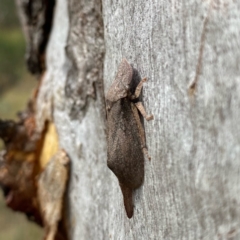 Ledromorpha planirostris at Jerrabomberra, NSW - 19 Feb 2022 09:59 AM