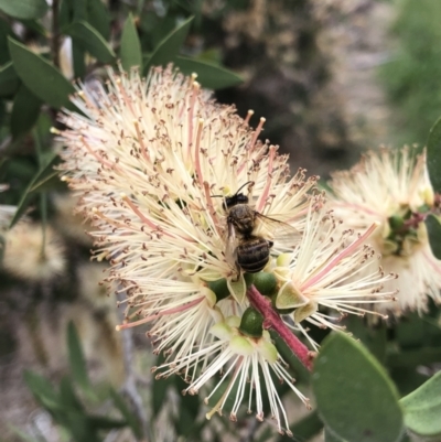 Apis mellifera (European honey bee) at Monash, ACT - 22 Nov 2021 by jackQ