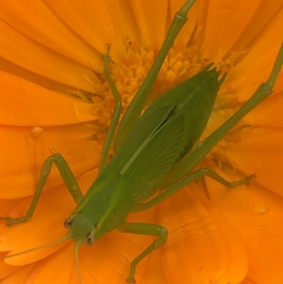 Caedicia simplex (Common Garden Katydid) at Monash, ACT - 15 Oct 2021 by jackQ