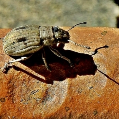 Eurymetopus birabeni (Weevil) at Crooked Corner, NSW - 10 Dec 2017 by Milly