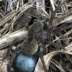 Lycosidae (family) (Unidentified wolf spider) at Monash, ACT - 10 Oct 2021 by jackQ