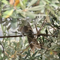 Eudynamys orientalis at Sutton, NSW - 19 Feb 2022