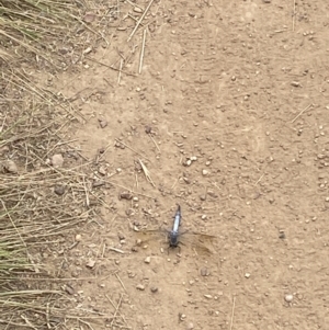 Orthetrum caledonicum at O'Connor, ACT - 19 Feb 2022