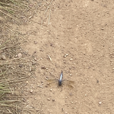 Orthetrum caledonicum (Blue Skimmer) at O'Connor, ACT - 19 Feb 2022 by 1pepsiman