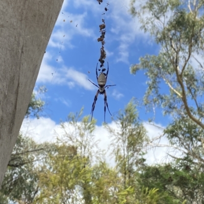 Trichonephila edulis (Golden orb weaver) at O'Connor, ACT - 19 Feb 2022 by 1pepsiman