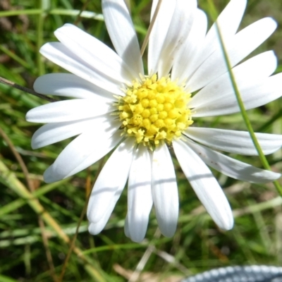 Brachyscome graminea (Grass Daisy) at Bolaro, NSW - 15 Feb 2022 by DavidMcKay