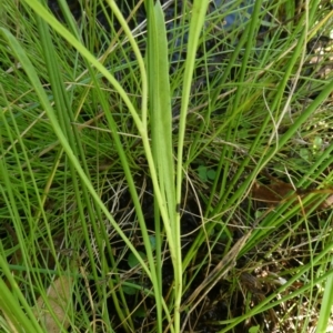 Brachyscome graminea at Bolaro, NSW - 16 Feb 2022