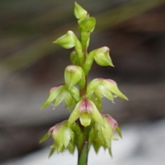 Corunastylis pumila (Green Midge Orchid) at Vincentia, NSW - 18 Feb 2022 by AnneG1