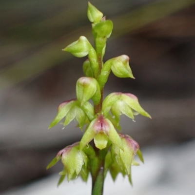 Corunastylis pumila (Green Midge Orchid) at Vincentia, NSW - 18 Feb 2022 by AnneG1