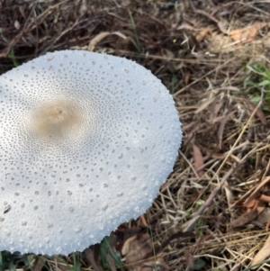 Macrolepiota dolichaula at Molonglo Valley, ACT - 3 Feb 2022 12:28 PM