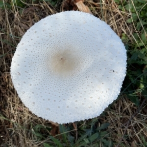 Macrolepiota dolichaula at Molonglo Valley, ACT - 3 Feb 2022 12:28 PM