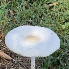 Macrolepiota dolichaula at Molonglo Valley, ACT - 3 Feb 2022