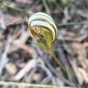 Diplodium ampliatum at Bruce, ACT - 19 Feb 2022