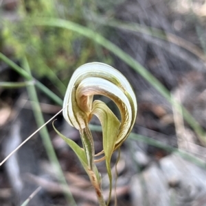 Diplodium ampliatum at Bruce, ACT - 19 Feb 2022