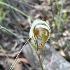 Diplodium ampliatum at Bruce, ACT - 19 Feb 2022