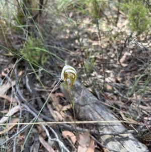 Diplodium ampliatum at Bruce, ACT - 19 Feb 2022