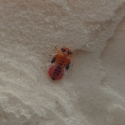 Hyalinaspis sp. (genus) (Eucalyptus psyllid) at Molonglo Valley, ACT - 6 Feb 2022 by Birdy