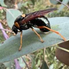 Perga sp. (genus) (Sawfly or Spitfire) at Murrumbateman, NSW - 19 Feb 2022 by SimoneC