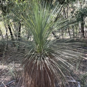 Xanthorrhoea glauca subsp. angustifolia at Cotter River, ACT - 19 Feb 2022