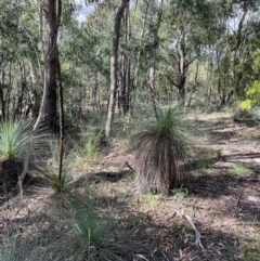 Xanthorrhoea glauca subsp. angustifolia at Cotter River, ACT - 19 Feb 2022