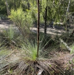 Xanthorrhoea glauca subsp. angustifolia at Cotter River, ACT - 19 Feb 2022