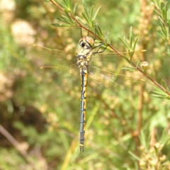 Hemicordulia tau (Tau Emerald) at Molonglo Valley, ACT - 19 Feb 2022 by MatthewFrawley