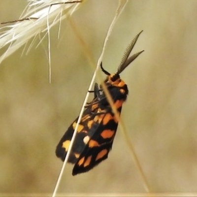 Asura lydia (Lydia Lichen Moth) at Throsby, ACT - 19 Feb 2022 by JohnBundock