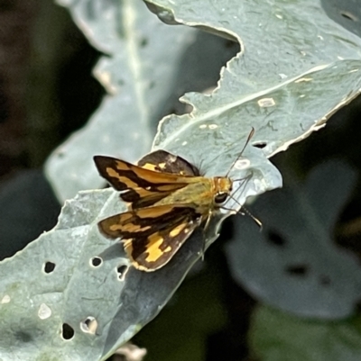 Ocybadistes walkeri (Green Grass-dart) at Macgregor, ACT - 19 Feb 2022 by APB