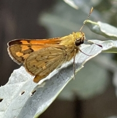 Ocybadistes walkeri at Macgregor, ACT - 19 Feb 2022